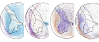 colored dots mark locations of different cells within a section of spinal cord