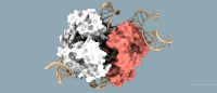 molecular model of DRT10 antiviral system