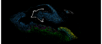 cells in the brain's hippocampus