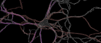 image of neuron