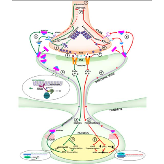 In What Ways Does Lead Damage the Brain? Columbia University Irving