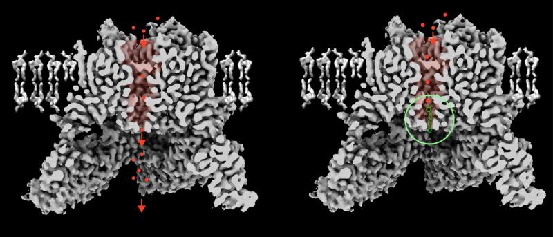 Novel Drugs That Act Like Biological Plugs May Treat Aggressive Cancers ...